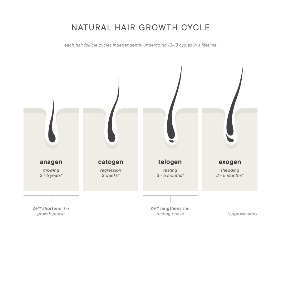 Hair%20Growth%20Cycle%20Infographic%20ScalpTherapy%20%20For%20Him-34931a06 Folix Hair Restoration - J.Bentley Hair Studio Day Spa